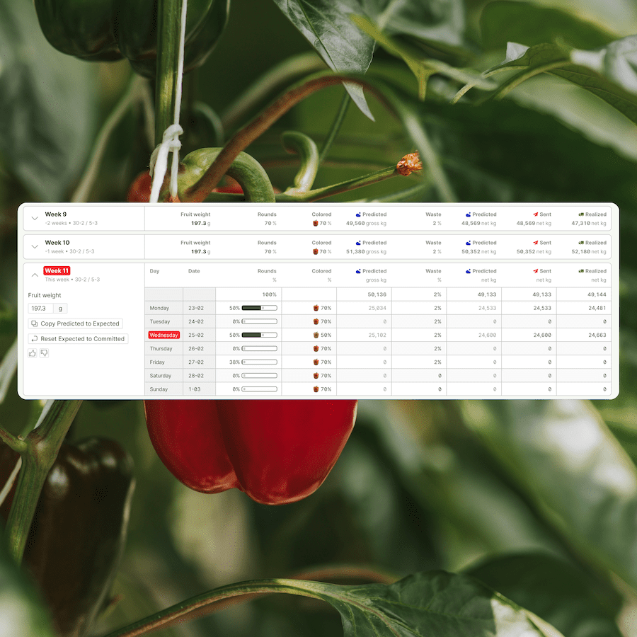 screenshot of pepper harvest data