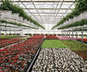 Dialing in spring nutrition: A plan for annuals