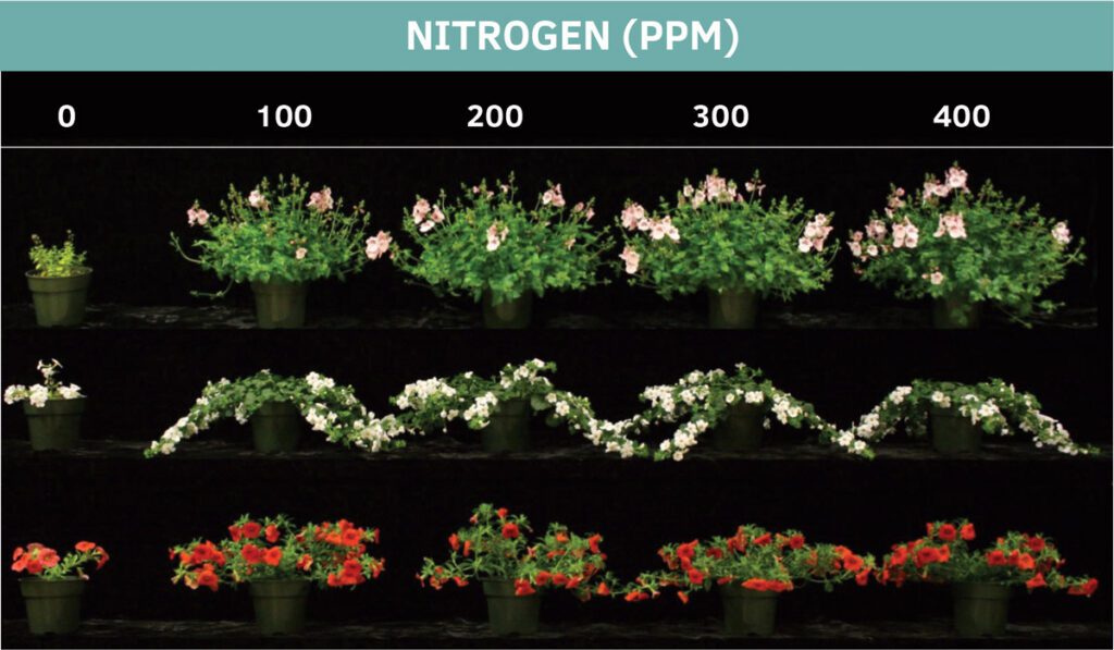 \Nemesia, bacopa and calibrachoa provided with 0 to 400 ppm nitrogen from a
complete, water-soluble fertilizer at each irrigation.