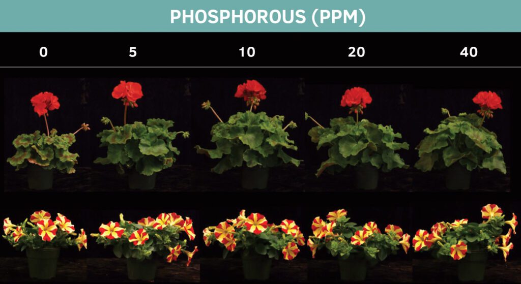 Zonal geranium and petunia provided with 0 to 40 ppm phosphorus at each irrigation. All other macro- and micronutrient concentrations were the same across P concentrations.
