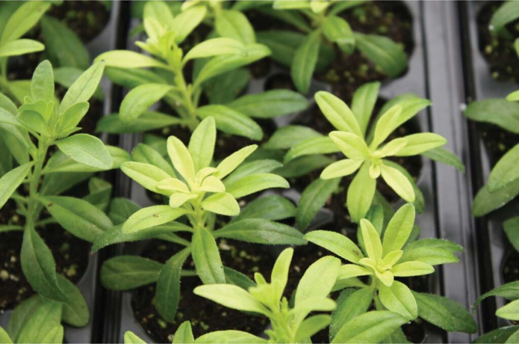 small calibrachoa plants in a greenhouse tray