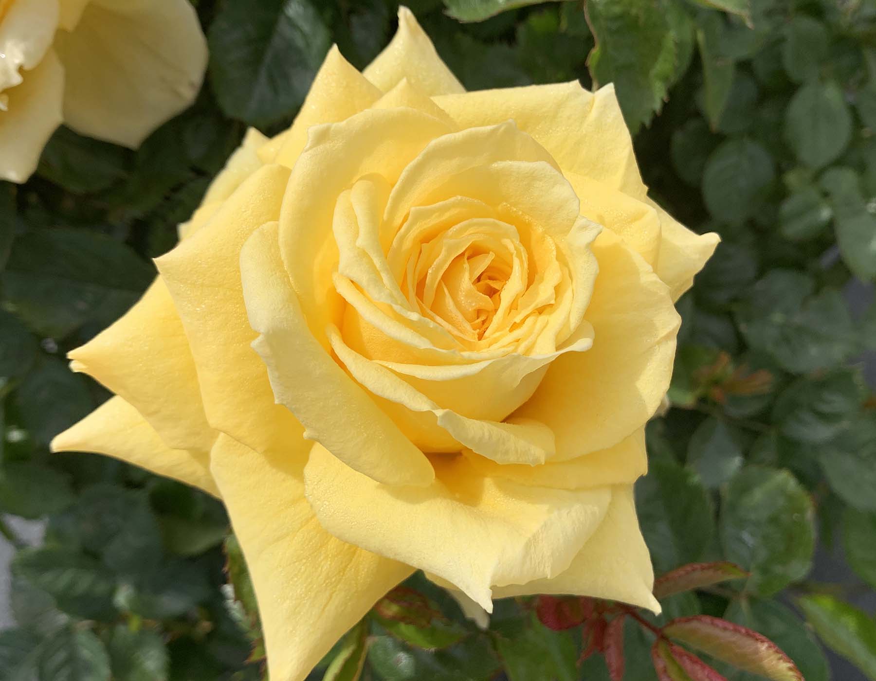 Star Roses and Plants new rose introductions for 2027 Be Good
