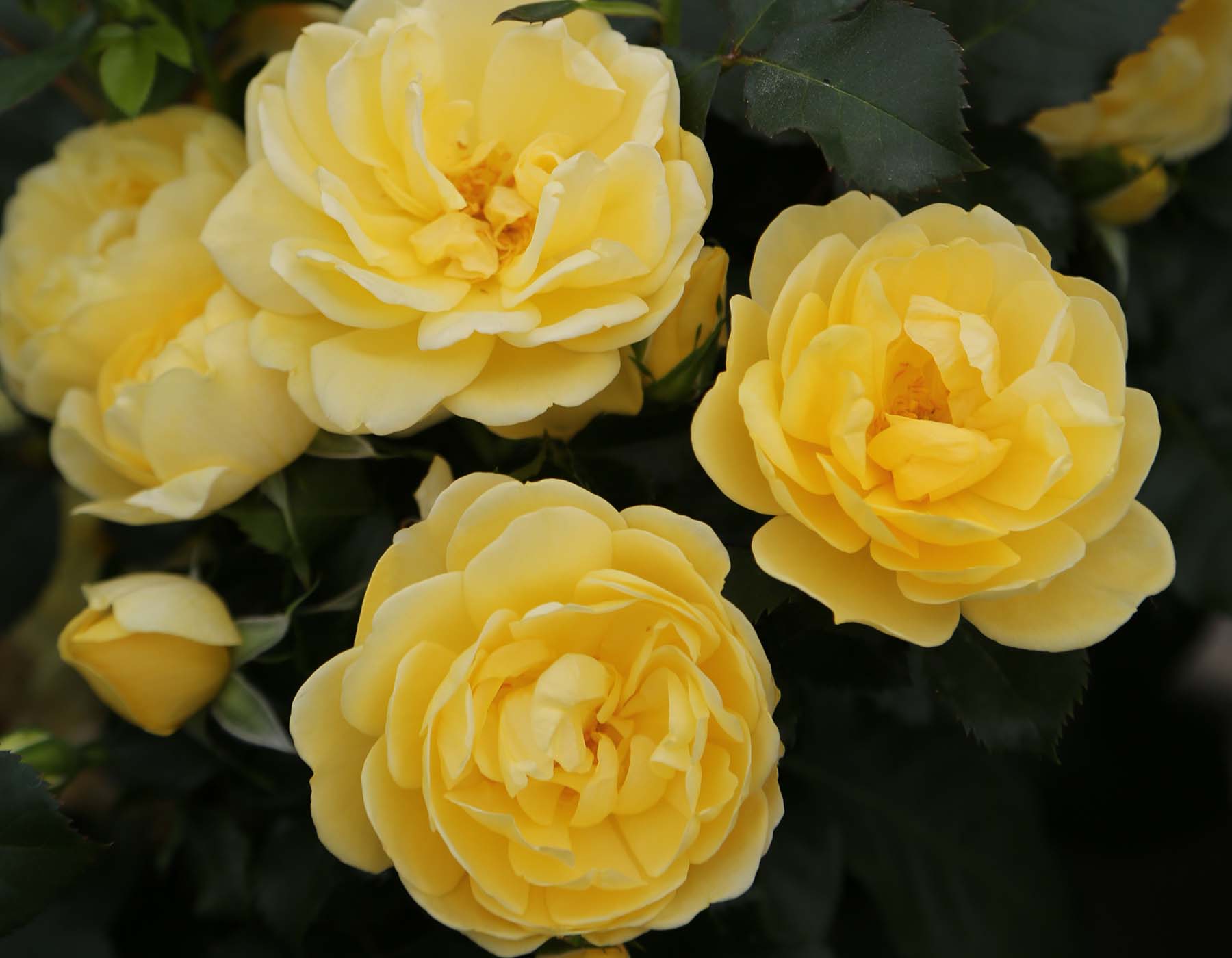Star Roses and Plants new rose introductions for 2027 Brick House Yellow