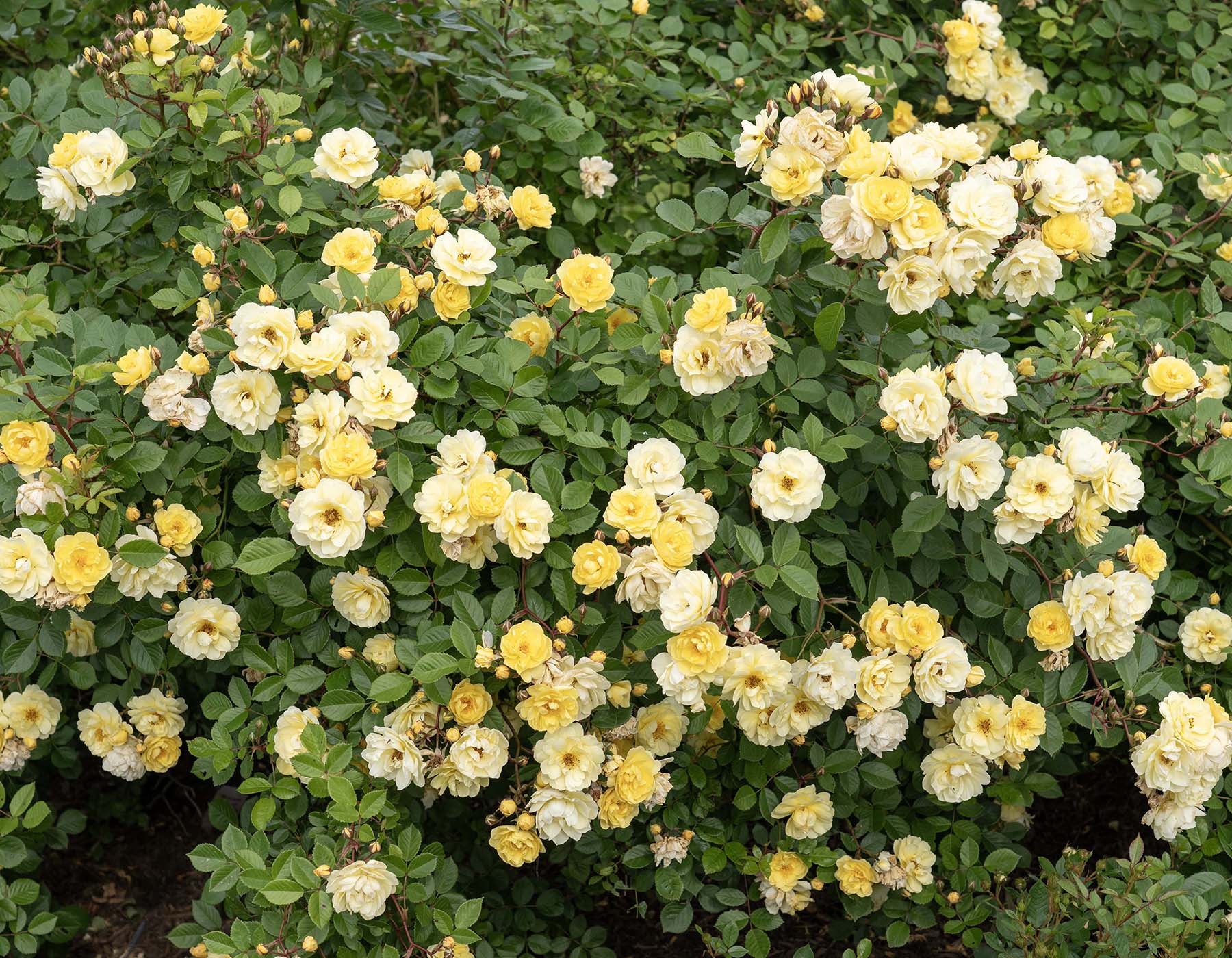 Star Roses and Plants new rose introductions for 2027 Lemon Frost