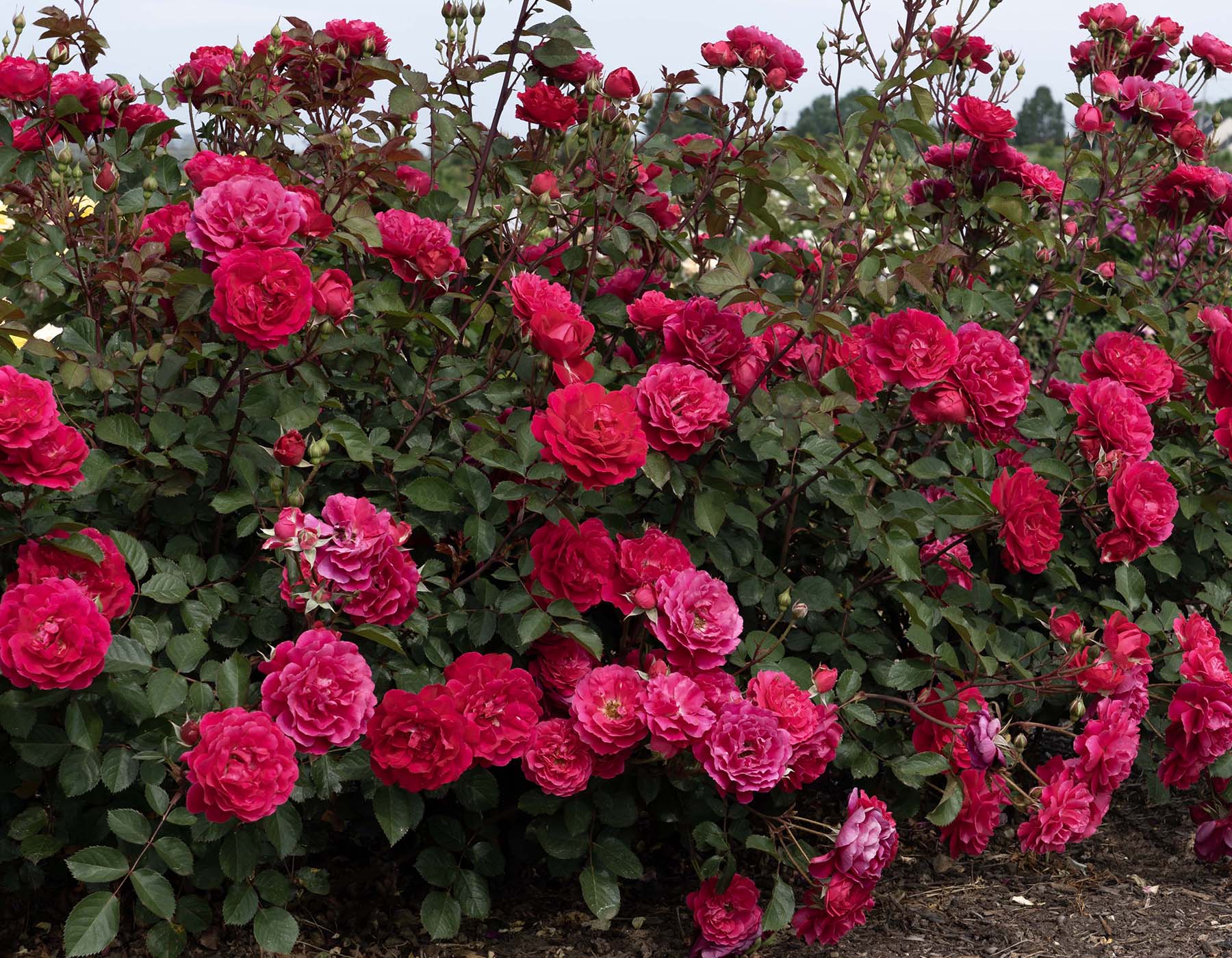 Star Roses and Plants new rose introductions for 2027 Triple Knock Out