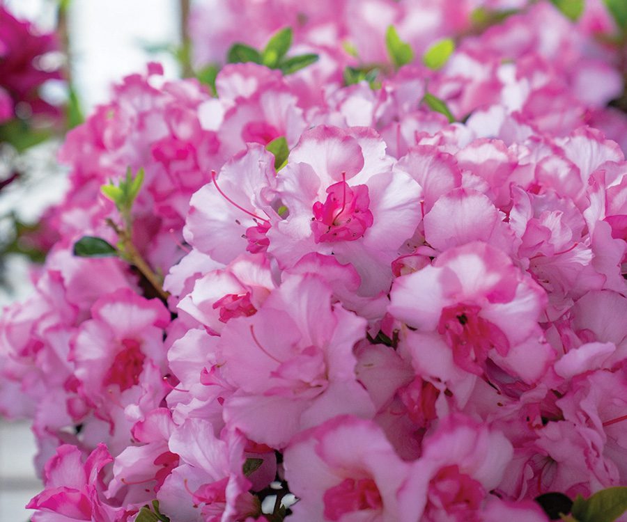 Two plant classics take the 2026 spotlight