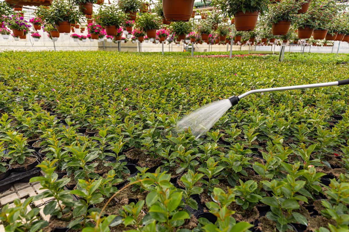 Watering spring flower plants in glass greenhouse