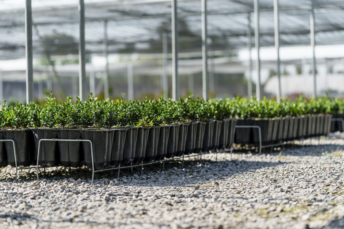 plants growing in black trays on racks