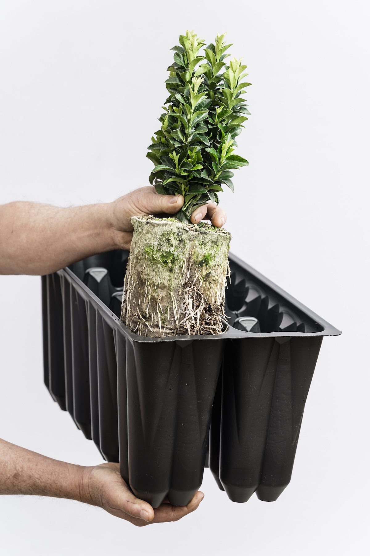 hand holding rooted plant above black tray
