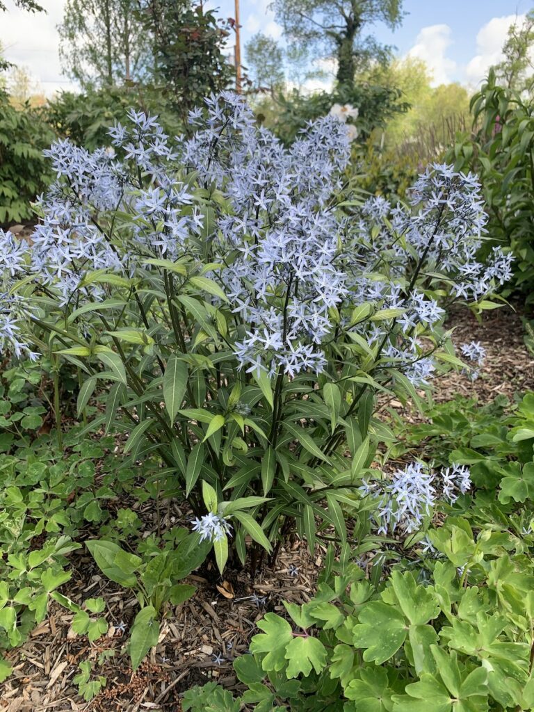 blue flowering amsonia