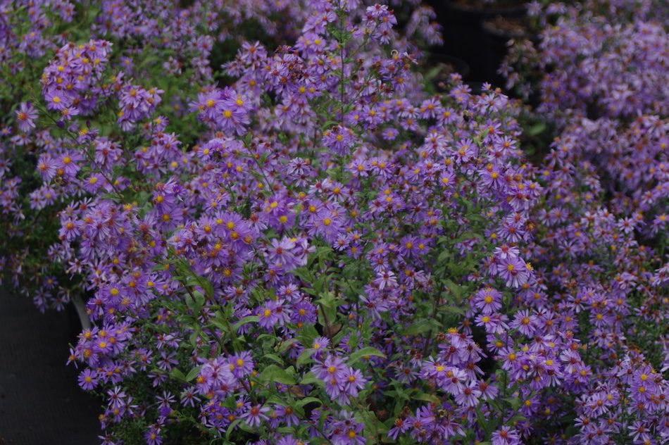 purple flowering aster