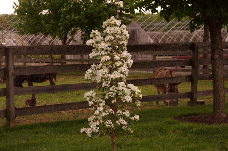 white flowering tree