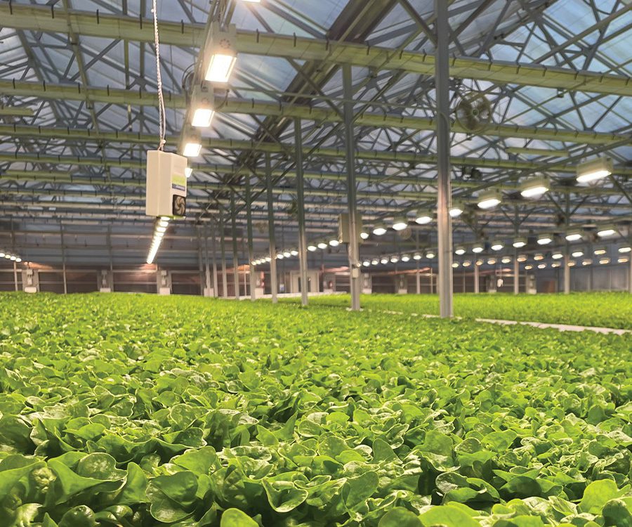 Benefits of updating greenhouse climate controls go beyond providing plants with proper temperature and humidity