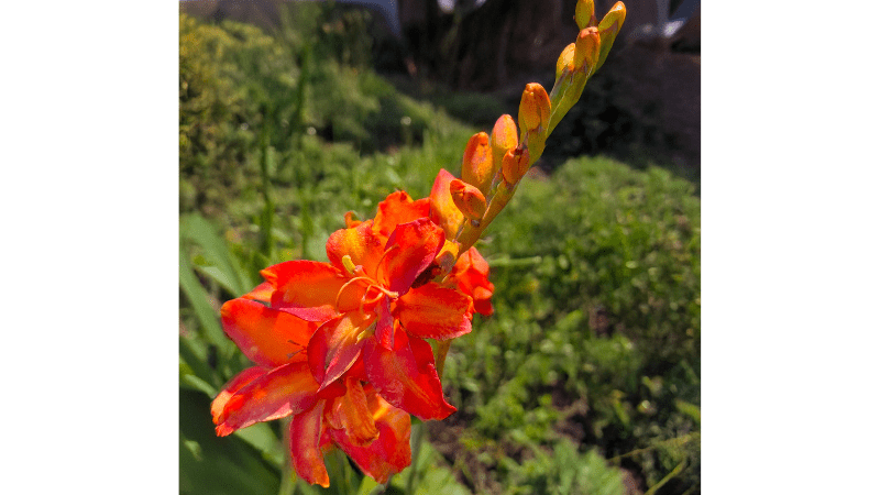 Terra Nova introduces new crocosmia variety