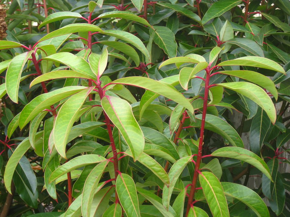 red stemmed plant