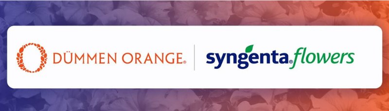 Dümmen Orange and Syngenta Flowers Form Joint Venture