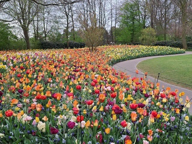 DeVroomen displays Sesame Street garden at Keukenhof