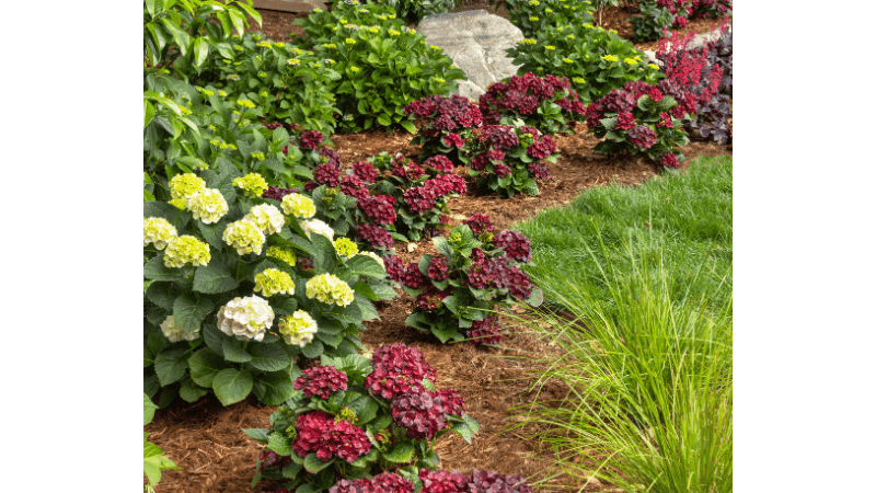 Monrovia introduced its new hydrangea 'Centennial Ruby' during a garden event
