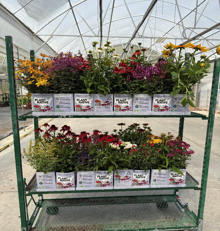 retail ready flowering plants on a greenhouse cart