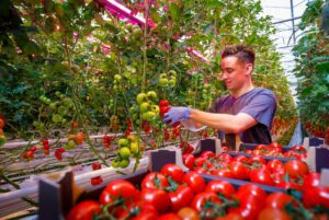 LED interlighting boosts greenhouse yields