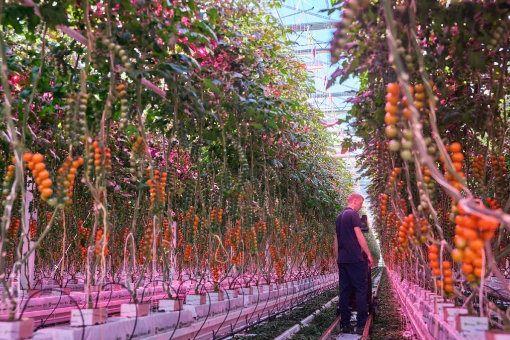 tomatoes growing up vertically in the greenhouse