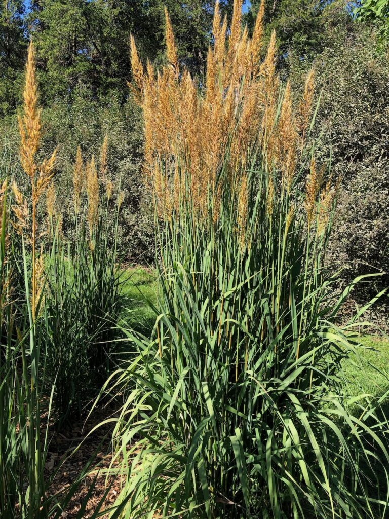 landscape grass