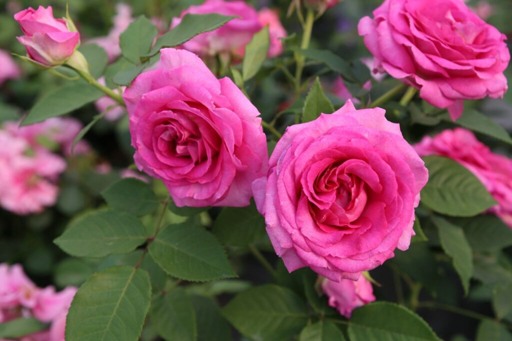 Star Roses and Plants A.R.T.S. awards Raspberry Cupcake Large