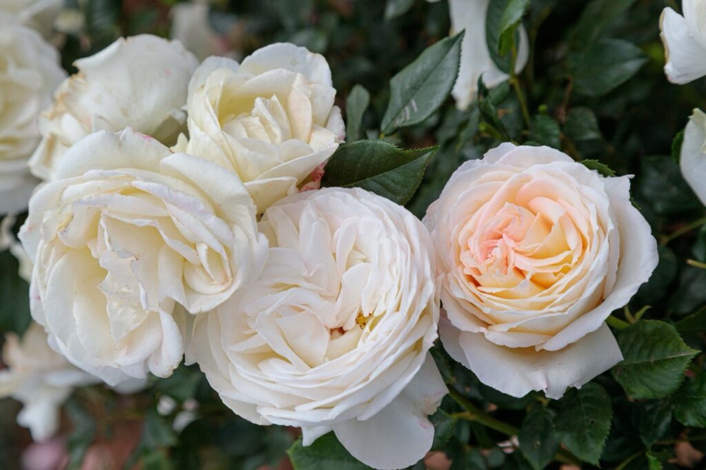 Star Roses and Plants A.R.T.S. awards Top Cream Large