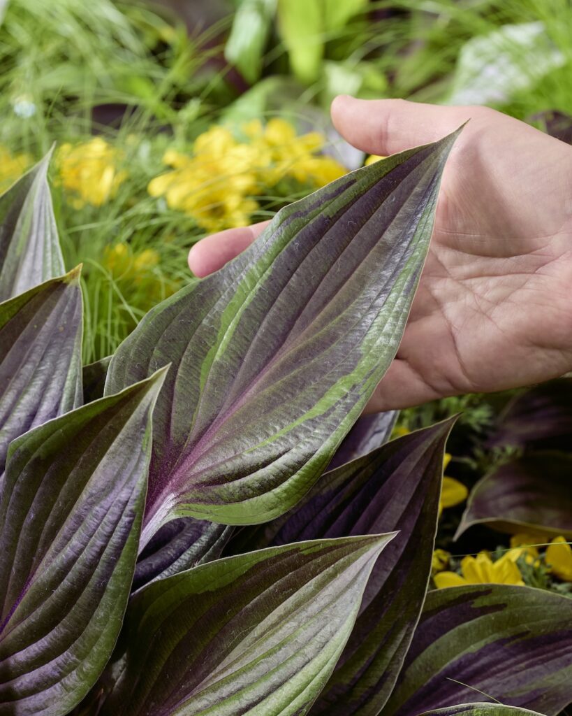 hosta leaf close up