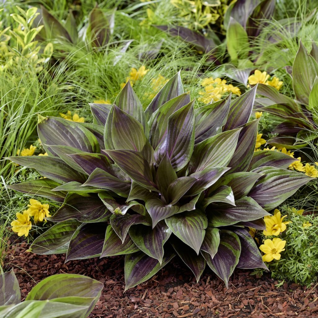 hosta in the landscape