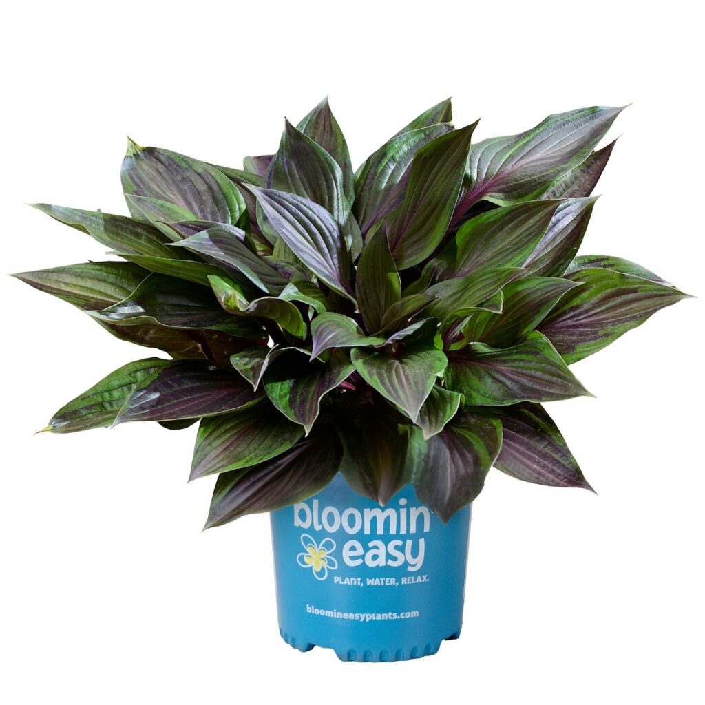 potted hosta