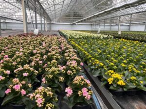 Updated greenhouse pest control guides add biopesticide guidance, product changes
