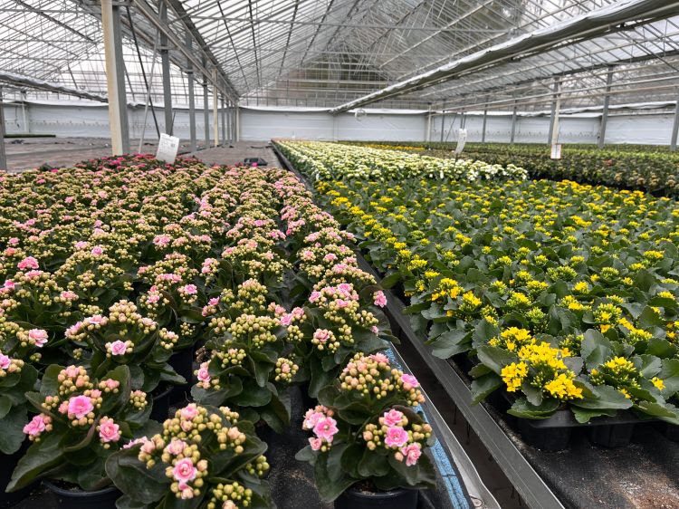 Updated greenhouse pest control guides add biopesticide guidance, product changes