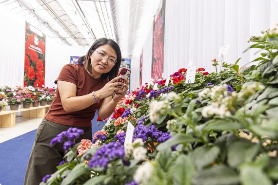 person taking a photo of flowers display