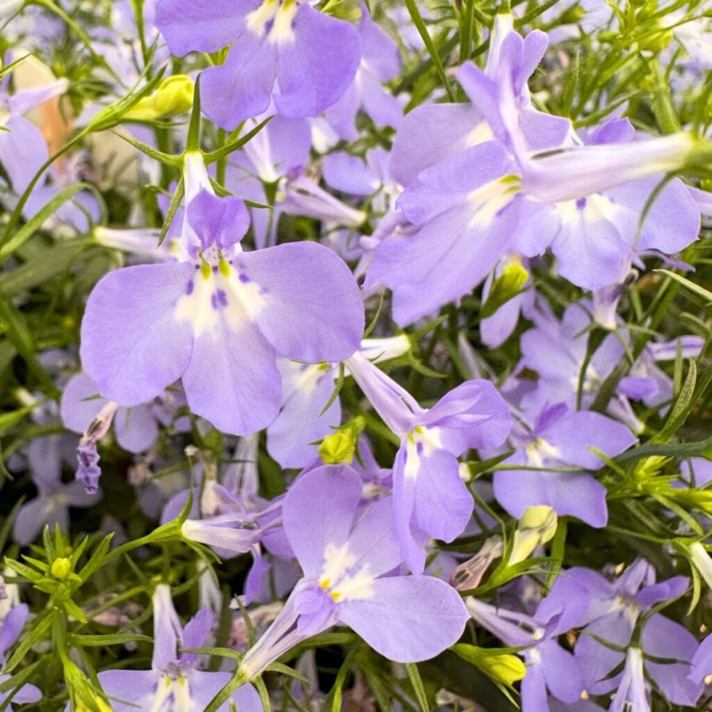 purple flowers