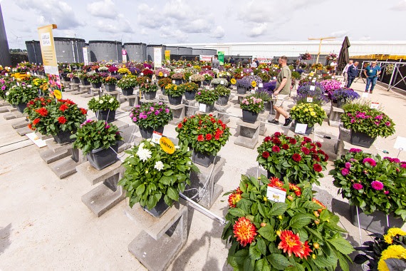 Outdoor location of Beekenkamp Plants in the South Region