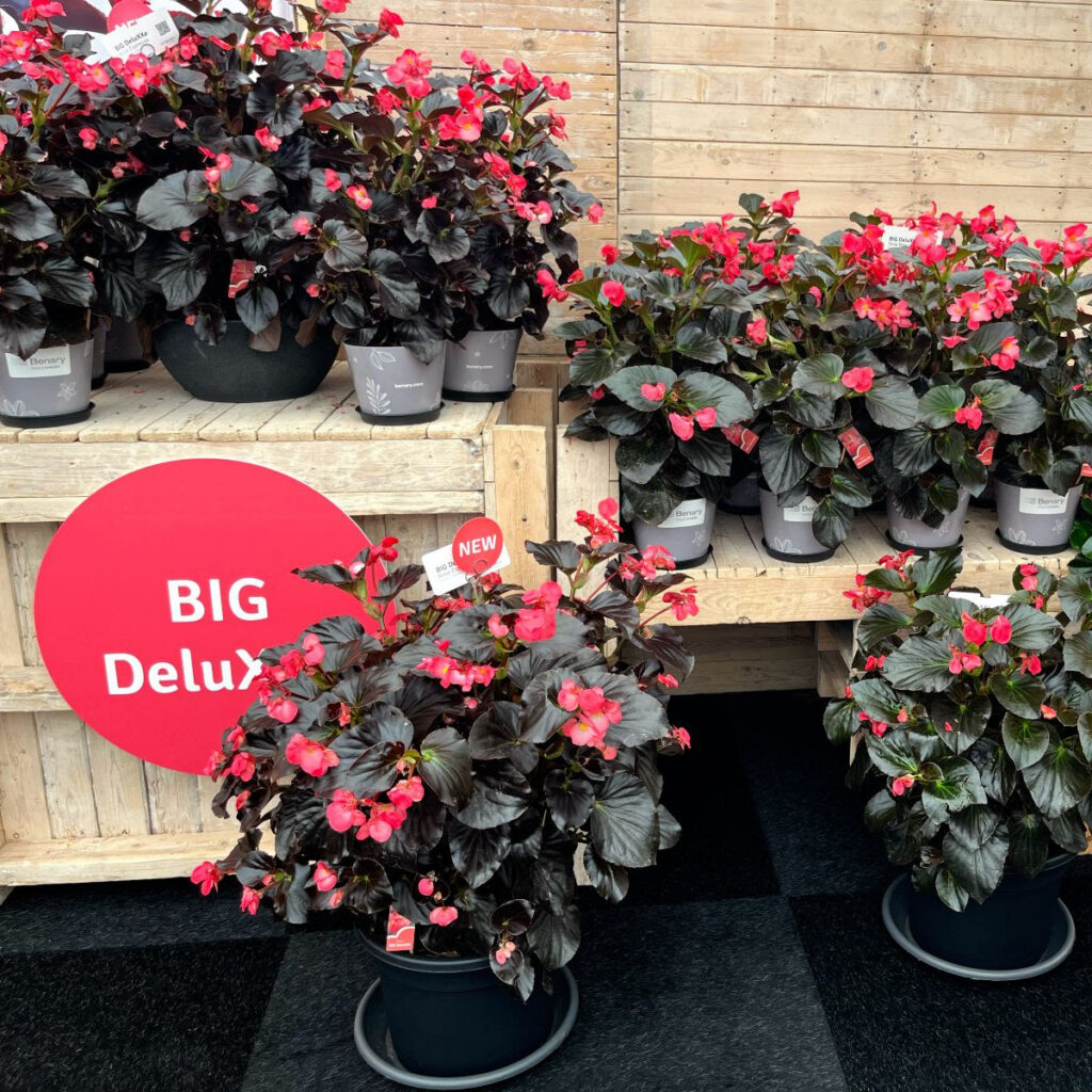 potted begonias