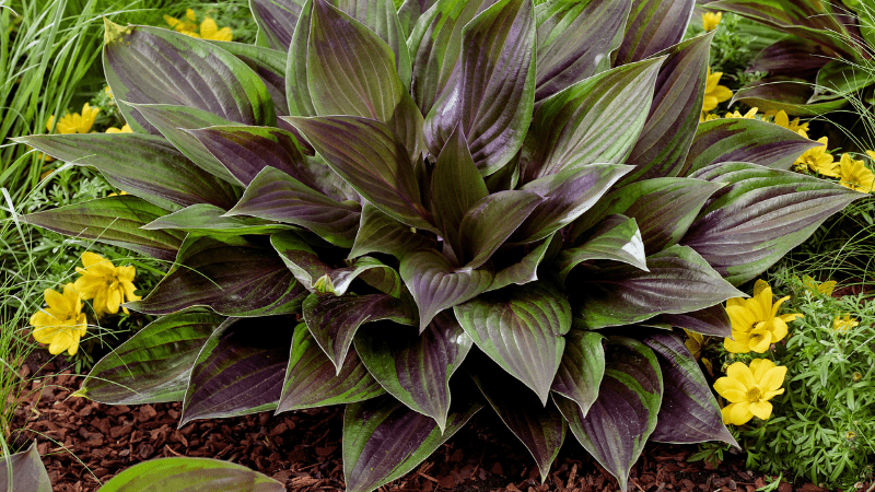 Bloomin’ Easy expands consumer tools, introduces 2027 plant collection