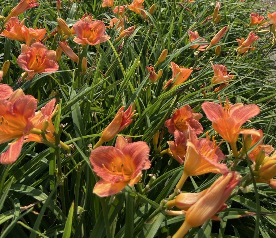 Bloomin' Easy Citrus Bliss Hemerocallis