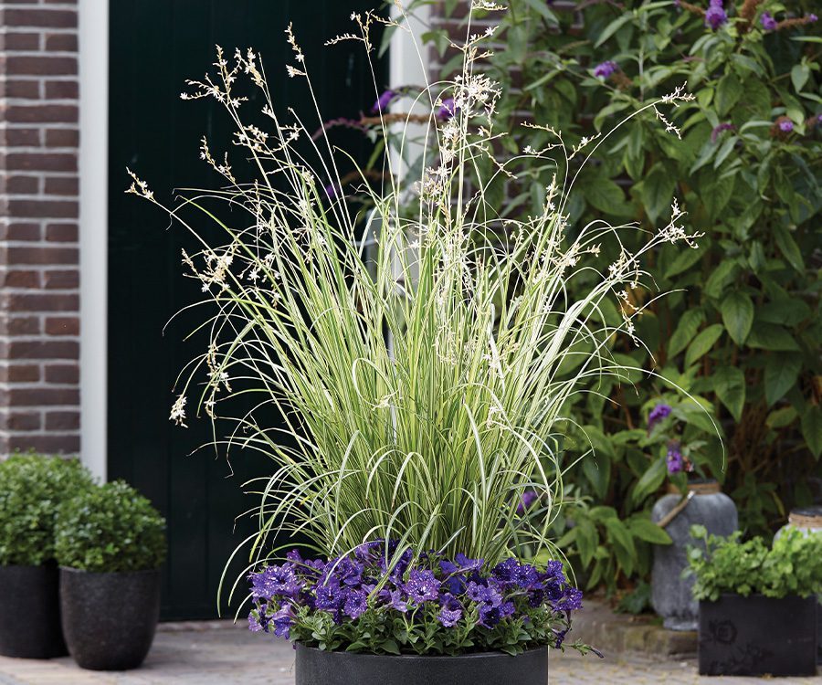 spider plant in large pot with purple flowers