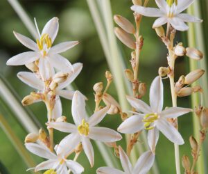 Culture Report: Chlorophytum ‘Starlight’