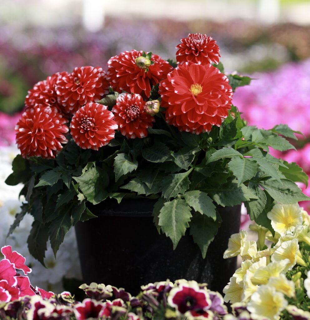 red dahlia flowers