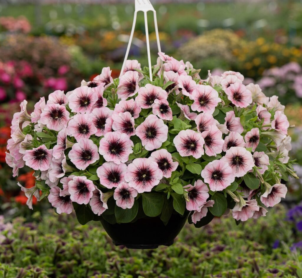 calibrachoa flowering hanging basket