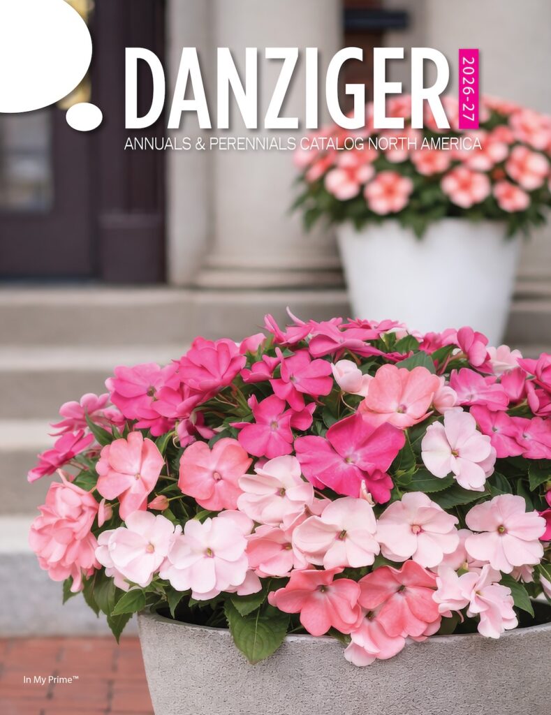 potted pink impatiens