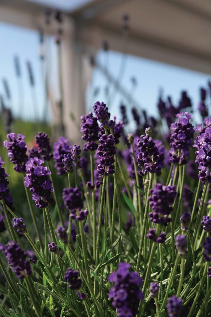 purple lavender flowers