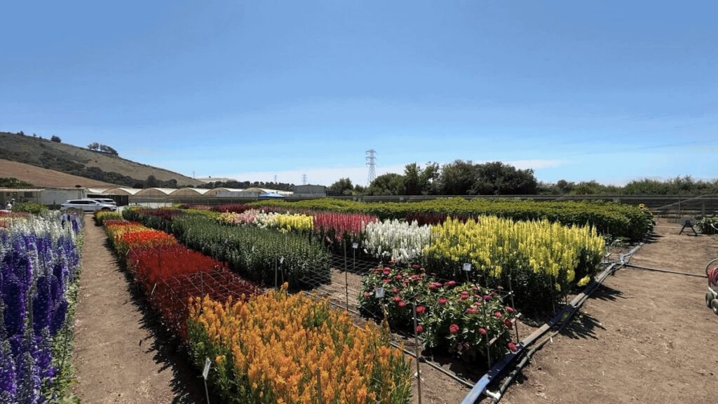 InFlora trials to feature 275 cut flower varieties this summer