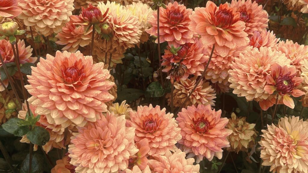 peach dahlia flowers