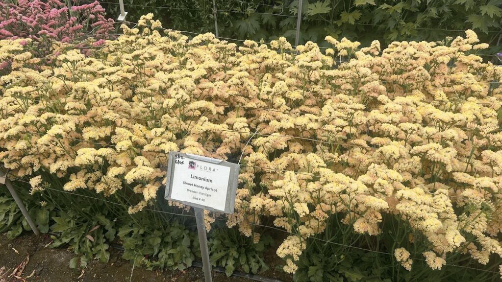 cream colored flowers