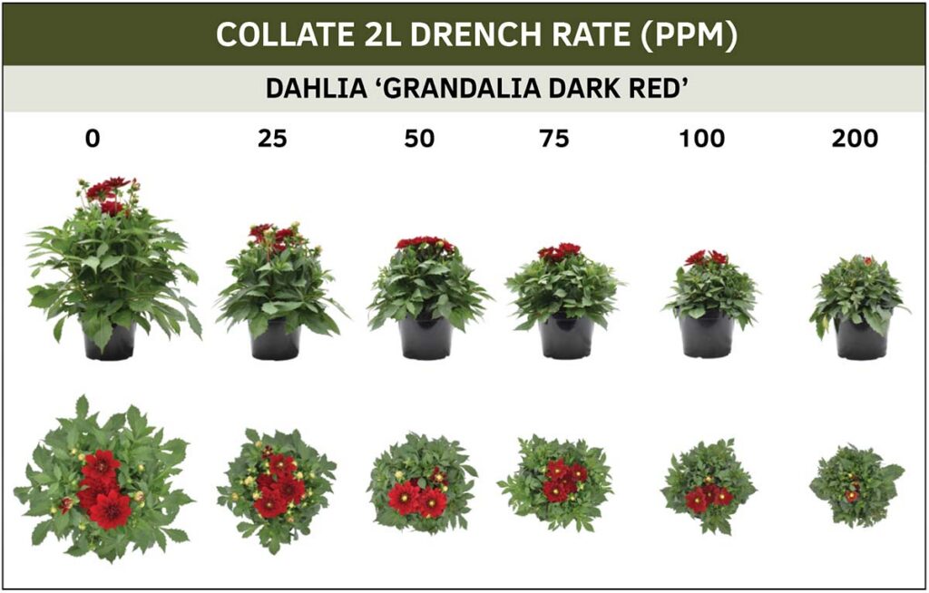 chart showing difference in growth when using rates of PGR Collate