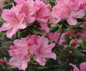 Growing on a moving target: PGRs, genetics and strategy bring stability back to spring production